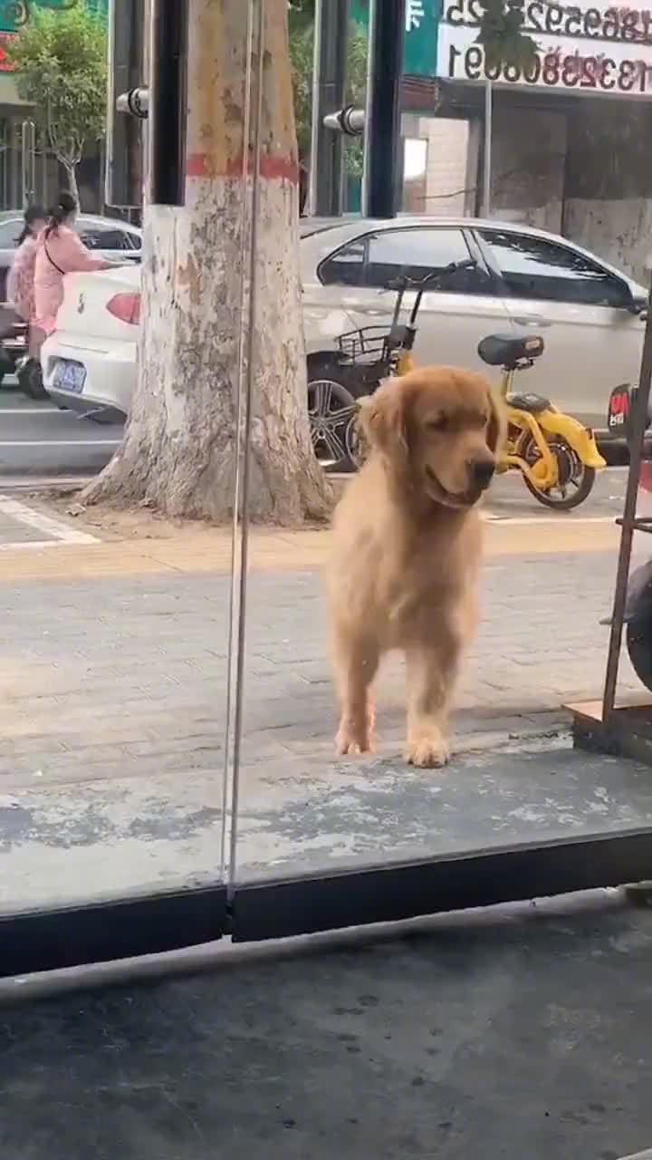 抖音金毛叫你出去玩表情包gif动图下载