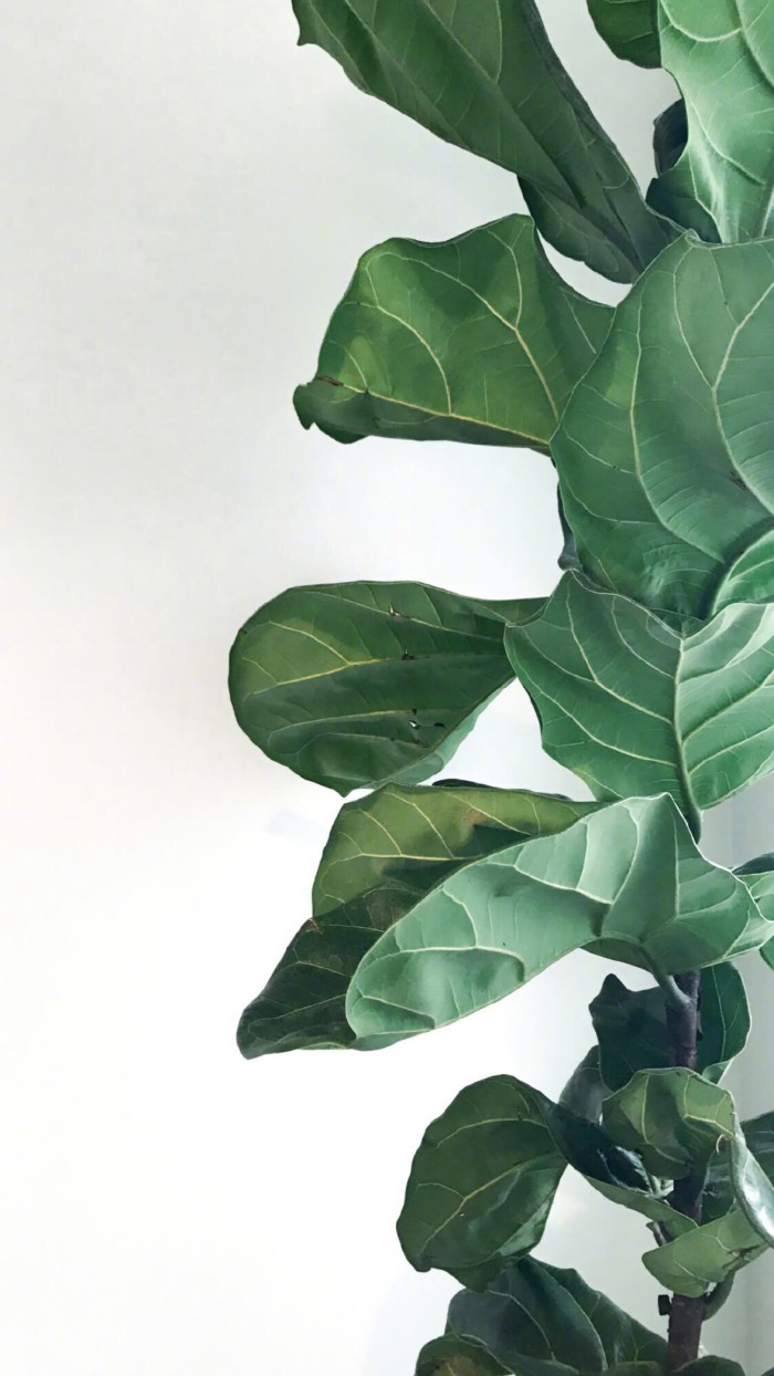 ins原宿风高清壁纸